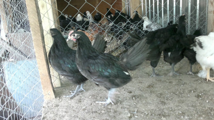 2013-06-08-1577 - Australorp Negru