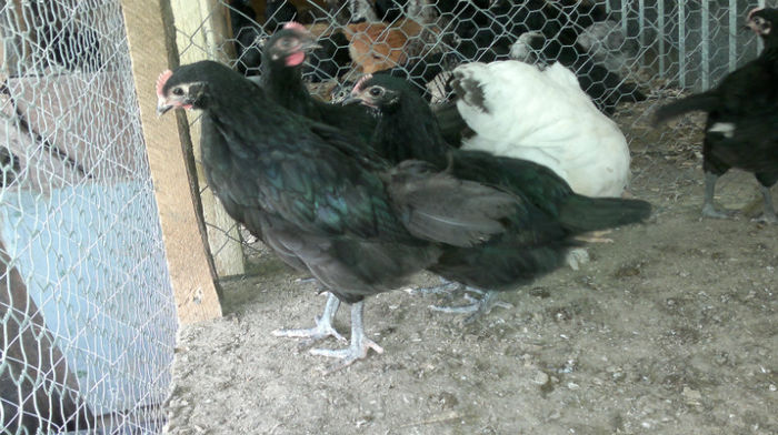 2013-06-08-1580 - Australorp Negru