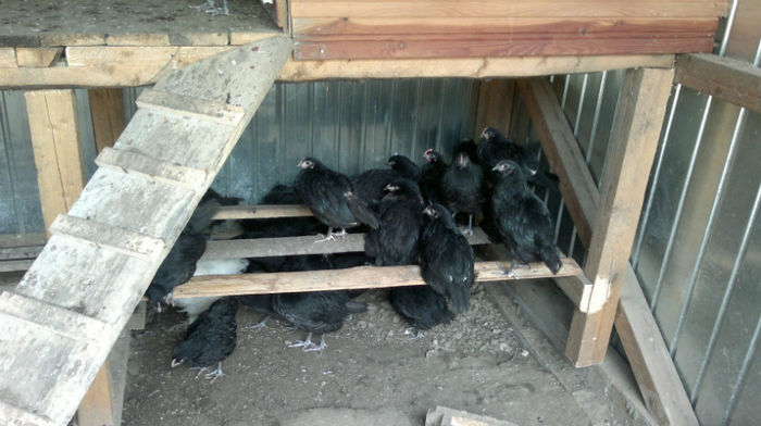 2013-06-08-1586 - Australorp Negru