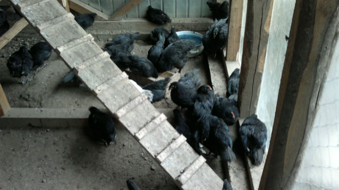 2013-06-08-1616 - Australorp Negru