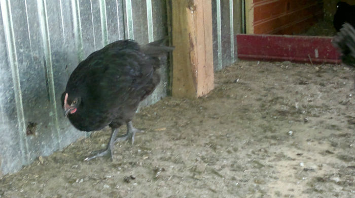 2013-06-08-1623 - Australorp Negru