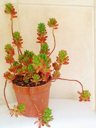 Sedum rubrotinctum
