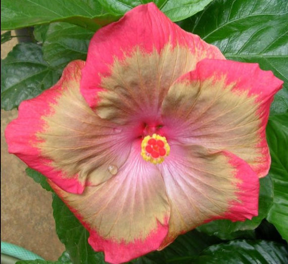 1aee2ab6735a - DE CE PIERDEM VREMEA CU SEMINTE DE HIBISCUS TROPICAL -ce iese