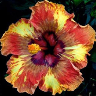 4eff4f80933c - DE CE PIERDEM VREMEA CU SEMINTE DE HIBISCUS TROPICAL -ce iese