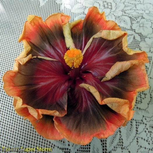 029a10499a6c - DE CE PIERDEM VREMEA CU SEMINTE DE HIBISCUS TROPICAL -ce iese