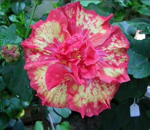 83c8bf2aa061 - DE CE PIERDEM VREMEA CU SEMINTE DE HIBISCUS TROPICAL -ce iese