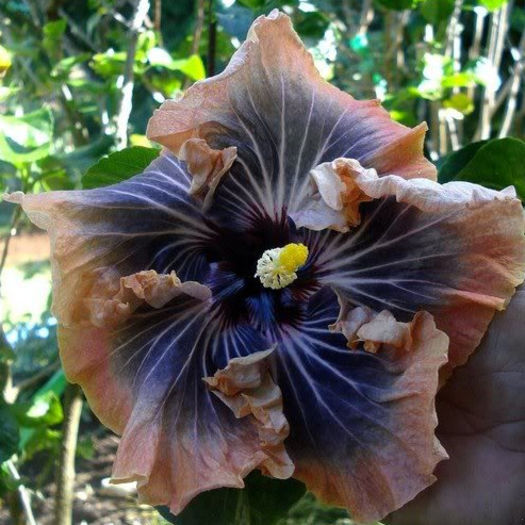 3008nvN - DE CE PIERDEM VREMEA CU SEMINTE DE HIBISCUS TROPICAL -ce iese