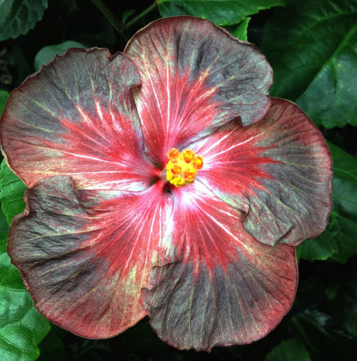 3727_10100107277826279_789389038_n - DE CE PIERDEM VREMEA CU SEMINTE DE HIBISCUS TROPICAL -ce iese