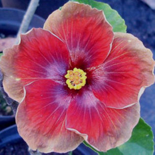 172234786 - DE CE PIERDEM VREMEA CU SEMINTE DE HIBISCUS TROPICAL -ce iese