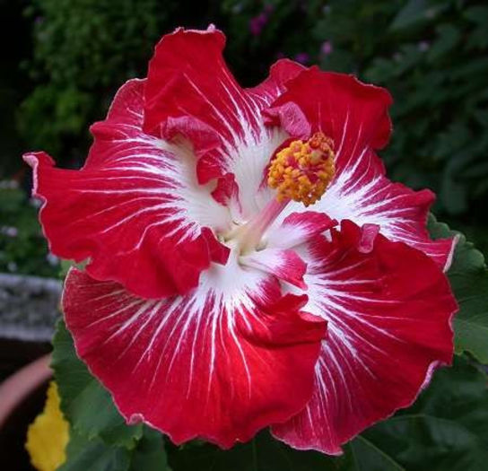 c50db90e014d - DE CE PIERDEM VREMEA CU SEMINTE DE HIBISCUS TROPICAL -ce iese