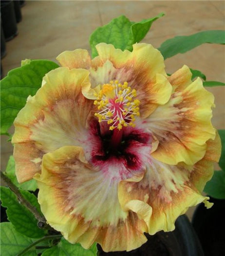 e64320e2a83f - DE CE PIERDEM VREMEA CU SEMINTE DE HIBISCUS TROPICAL -ce iese