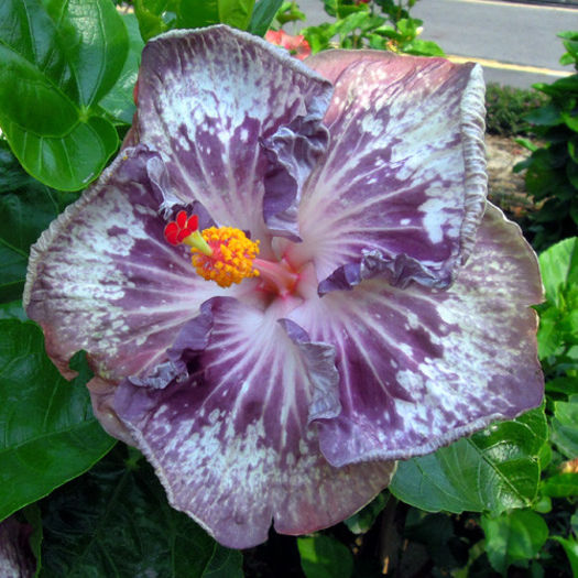 K Loa Point - DE CE PIERDEM VREMEA CU SEMINTE DE HIBISCUS TROPICAL -ce iese
