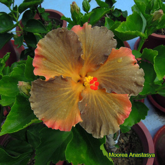 Moorea Anastasya - DE CE PIERDEM VREMEA CU SEMINTE DE HIBISCUS TROPICAL -ce iese