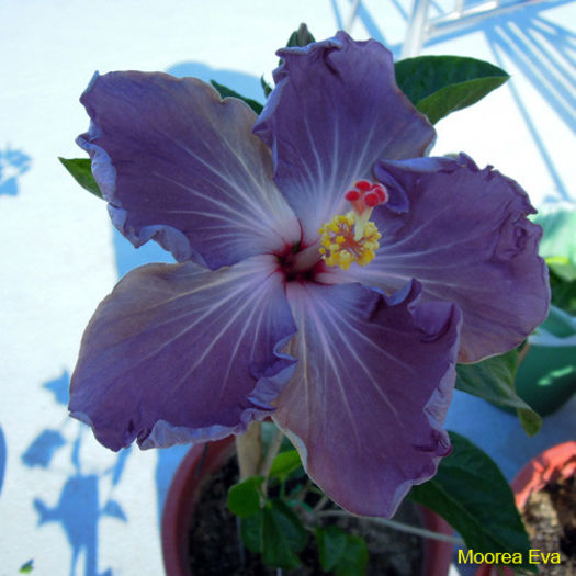 Moorea Eva - DE CE PIERDEM VREMEA CU SEMINTE DE HIBISCUS TROPICAL -ce iese