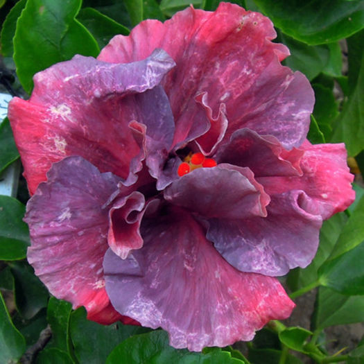 Moorea Purple Anastasya - DE CE PIERDEM VREMEA CU SEMINTE DE HIBISCUS TROPICAL -ce iese