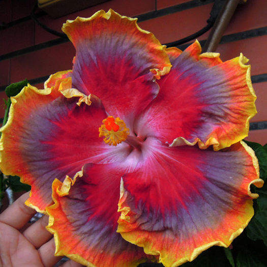 Night Runner - DE CE PIERDEM VREMEA CU SEMINTE DE HIBISCUS TROPICAL -ce iese