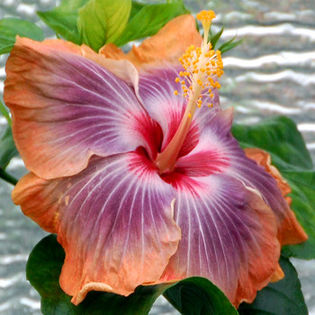 serenity - DE CE PIERDEM VREMEA CU SEMINTE DE HIBISCUS TROPICAL -ce iese