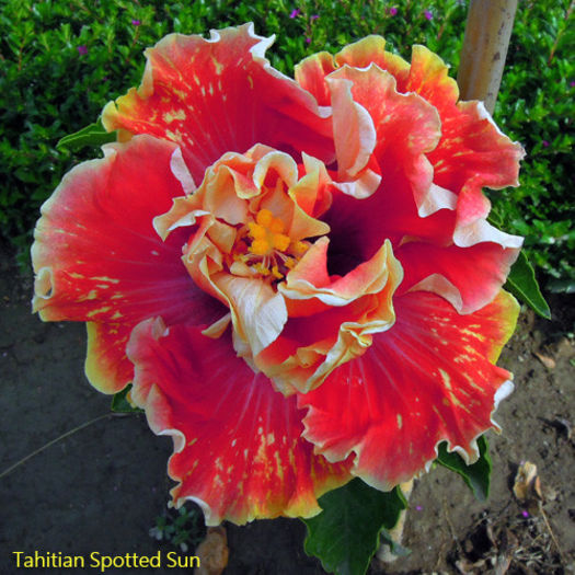 Tahitian Spotted Sun