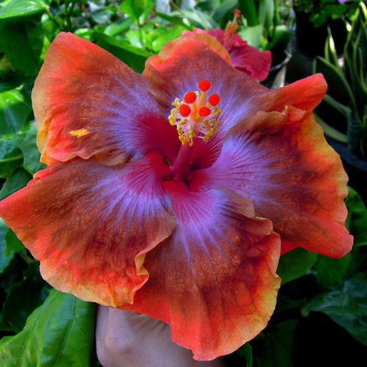 Taiwan Amanda - DE CE PIERDEM VREMEA CU SEMINTE DE HIBISCUS TROPICAL -ce iese