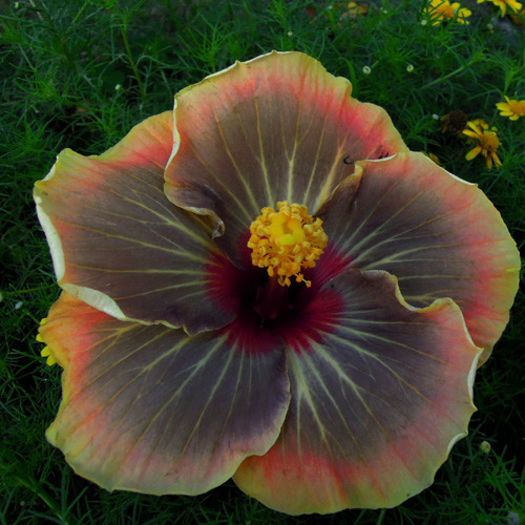 Taiwan Black Magic - DE CE PIERDEM VREMEA CU SEMINTE DE HIBISCUS TROPICAL -ce iese