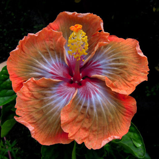 Taiwan Heartbeat - DE CE PIERDEM VREMEA CU SEMINTE DE HIBISCUS TROPICAL -ce iese