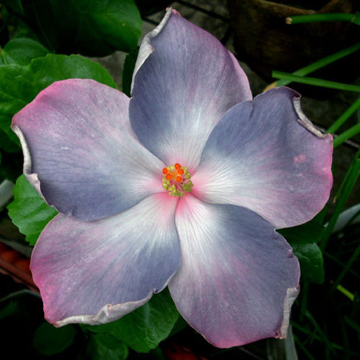 Taiwan Ice Blue - DE CE PIERDEM VREMEA CU SEMINTE DE HIBISCUS TROPICAL -ce iese