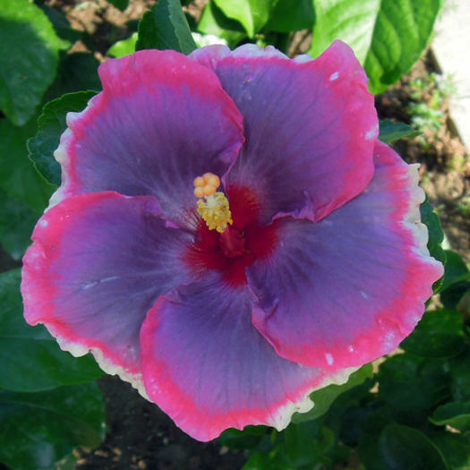 Taiwan Illusory Star - DE CE PIERDEM VREMEA CU SEMINTE DE HIBISCUS TROPICAL -ce iese