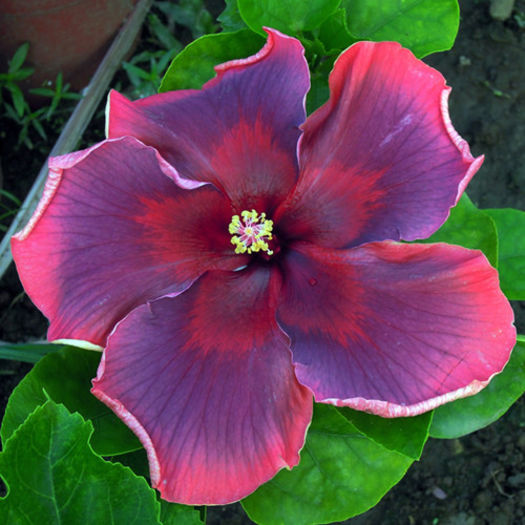 Taiwan Jazz Trio - DE CE PIERDEM VREMEA CU SEMINTE DE HIBISCUS TROPICAL -ce iese