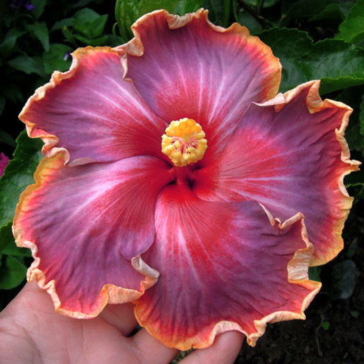 Taiwan Jumping Notes - DE CE PIERDEM VREMEA CU SEMINTE DE HIBISCUS TROPICAL -ce iese