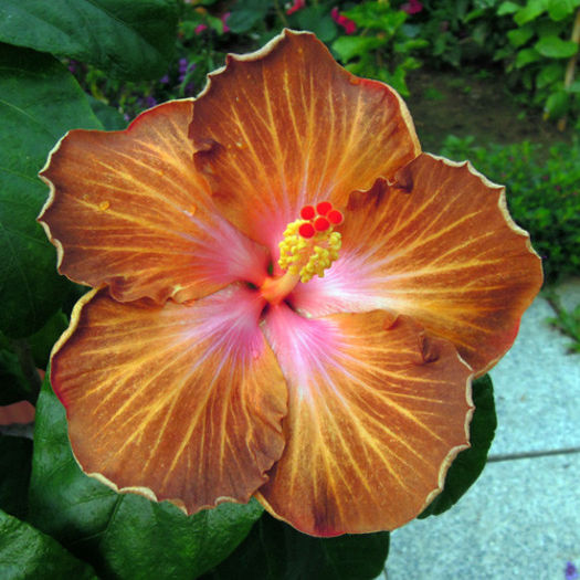 Taiwan Pretty Guide - DE CE PIERDEM VREMEA CU SEMINTE DE HIBISCUS TROPICAL -ce iese