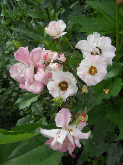 Picture 3479 - Trandafiri 2013