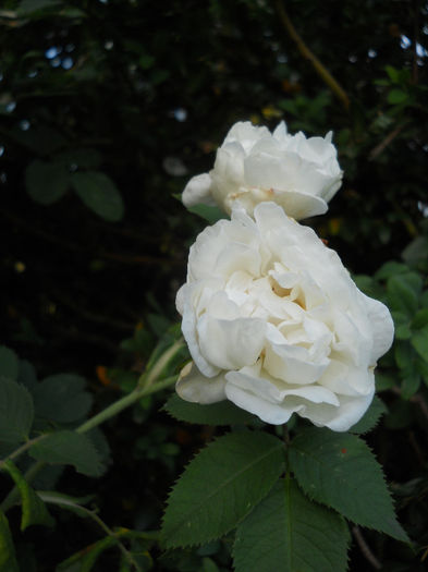 Picture 3547 - Trandafiri 2013
