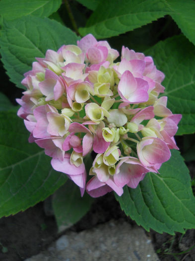 Hortensia