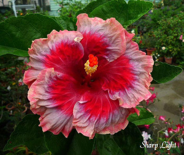 15032_444039805658939_894346123_n