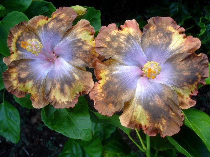 164525_179587645397790_6535954_n - DE CE PIERDEM VREMEA CU SEMINTE DE HIBISCUS TROPICAL -ce iese