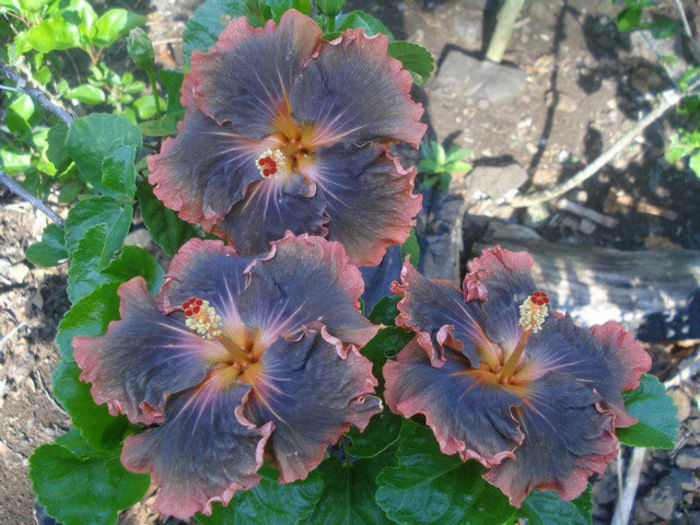 165386_179587462064475_2470158_n