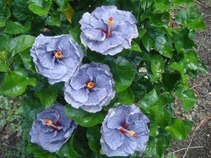 167762_179587542064467_3422855_n - DE CE PIERDEM VREMEA CU SEMINTE DE HIBISCUS TROPICAL -ce iese