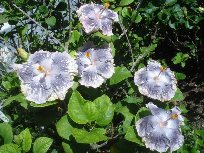 167855_179587178731170_4505569_n - DE CE PIERDEM VREMEA CU SEMINTE DE HIBISCUS TROPICAL -ce iese