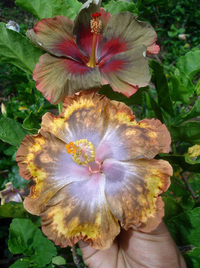 168502_179587928731095_5213573_n - DE CE PIERDEM VREMEA CU SEMINTE DE HIBISCUS TROPICAL -ce iese