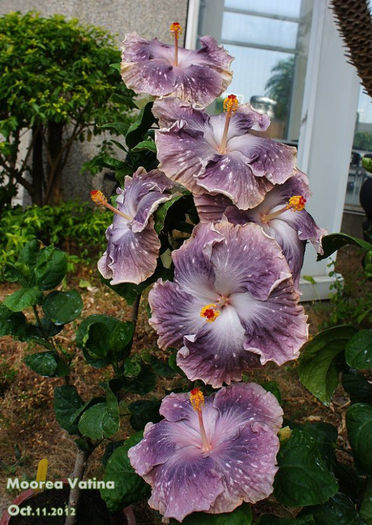 253076_196140220520444_924514311_n