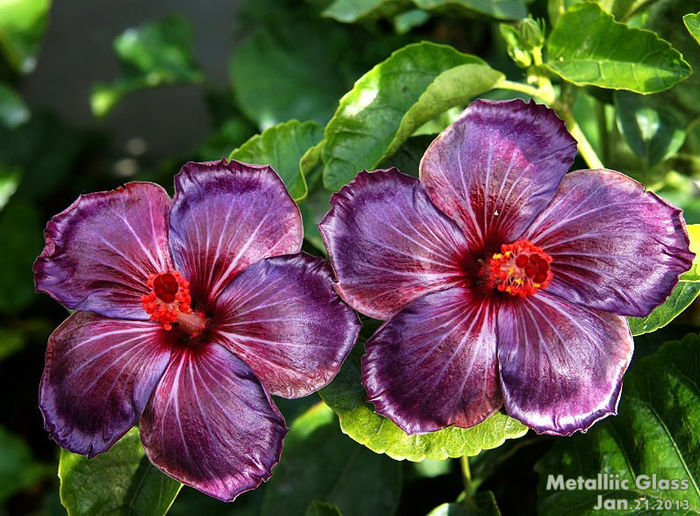 270973_238589469608852_809779235_n