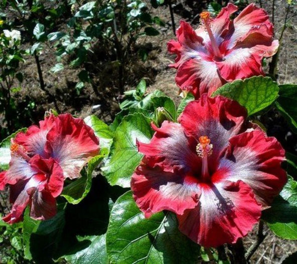 c137fa883347 - DE CE PIERDEM VREMEA CU SEMINTE DE HIBISCUS TROPICAL -ce iese