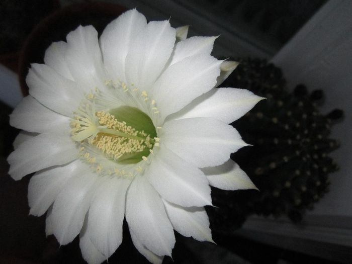 Echinopsis - cactusi - 2013
