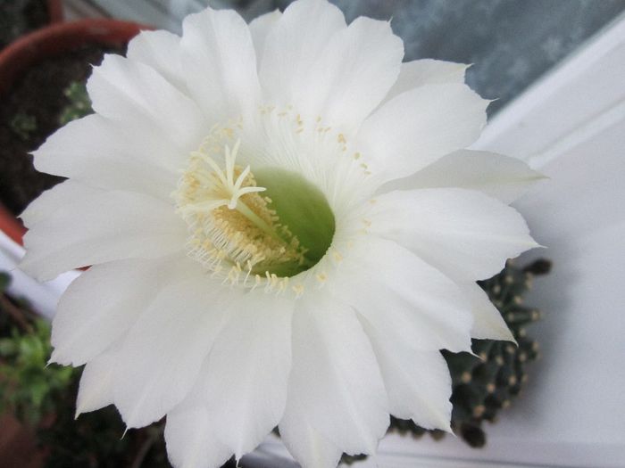 Echinopsis