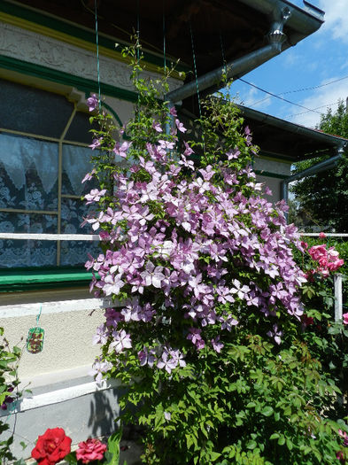 DSCN6670 - CLEMATIS