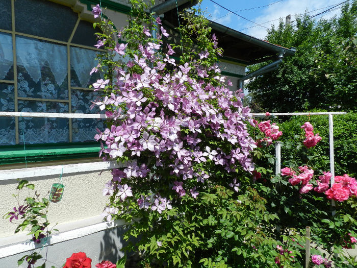 DSCN6671 - CLEMATIS