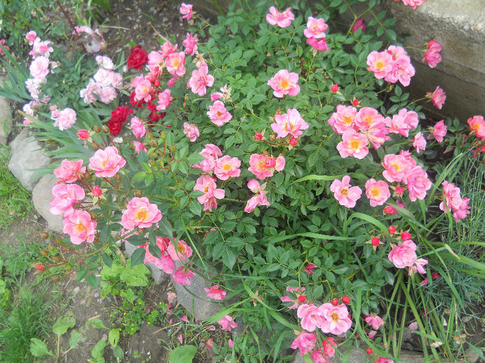 DSCN5667
