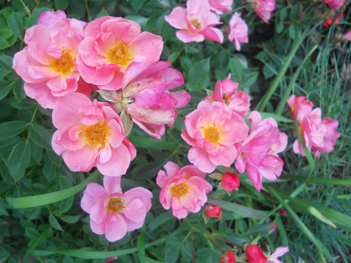 DSCN5669