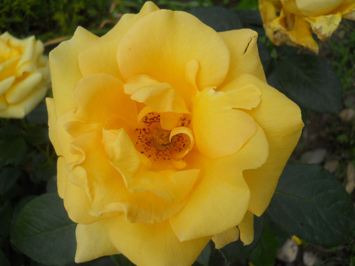 DSCN5681