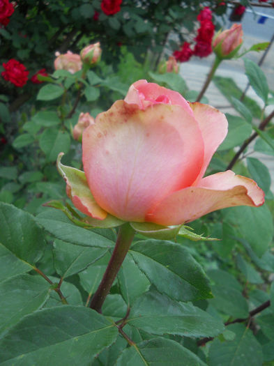 DSCN5688